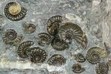 Ammonite (Promicroceras) Cluster - Somerset, England #129289-3